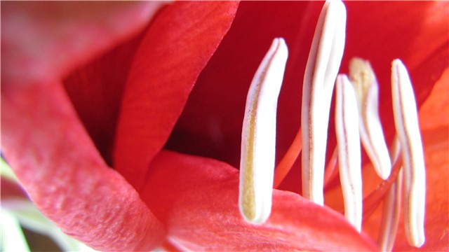 amarilis